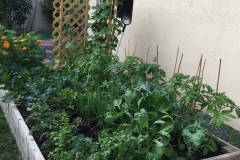 Vegetable and fruit plants