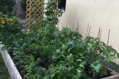 vegetable and herb garden