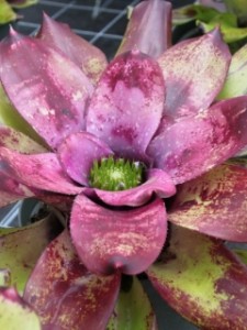 bromeliad close up