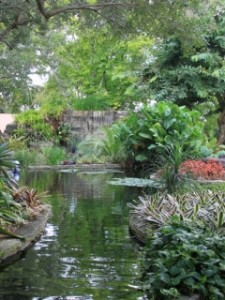 bromeliads by pond used for landscaping