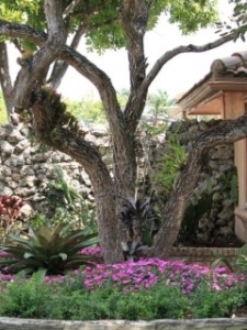 bromeliads in tree used for landscaping