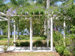 queens-wreath-on-pergola - support for climbing plants