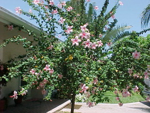 weeping hibiscustree