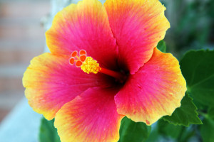 yellowandpinkhibiscus